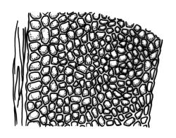 Fissidens blechnoides, laminal cells, dorsal lamina (costa to margin).  Drawn from holotype, J.E. Beever 84-98, CHR 521297.
 Image: R.C. Wagstaff © Landcare Research 2014 